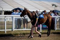 The Champion Hurdle 26 Jun 26